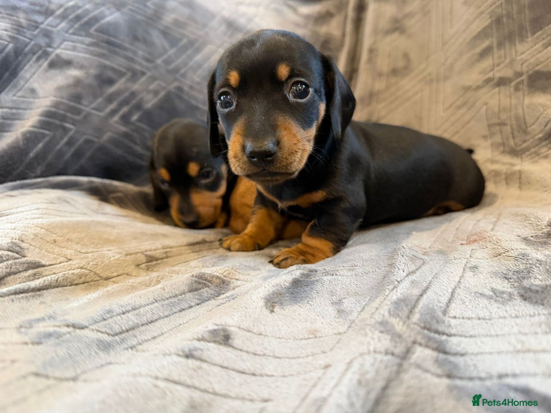 Miniature Dachshund dogs for sale: Three beautiful miniature dachshund boys  - Advert 5
