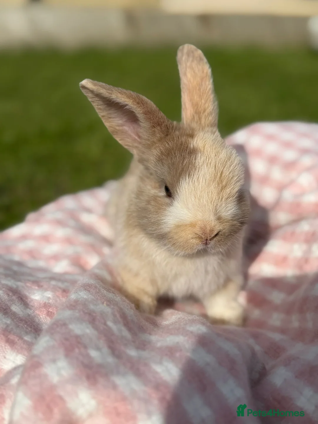 Mixed Breed rabbits for sale: 3 Adorable baby bunnies, ready 15 june in Telford - Advert 7
