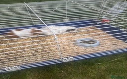 Guinea Pig rodents for sale: Guineea pigs for free - Image 2