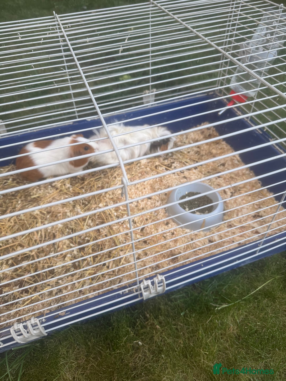 Guinea Pig rodents for sale: Guineea pigs for free - Image 2