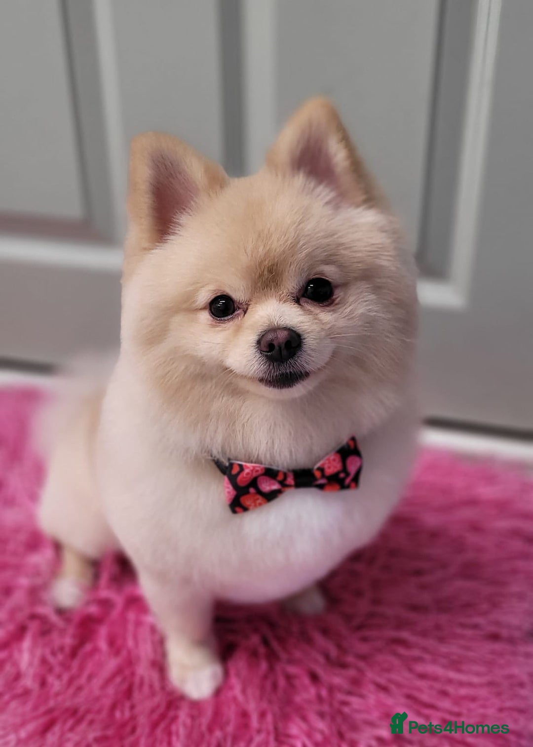 Pomeranian dogs for stud: Pomeranian stud available  - Advert 9