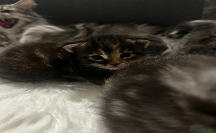 Maine Coon cats - Advert 5