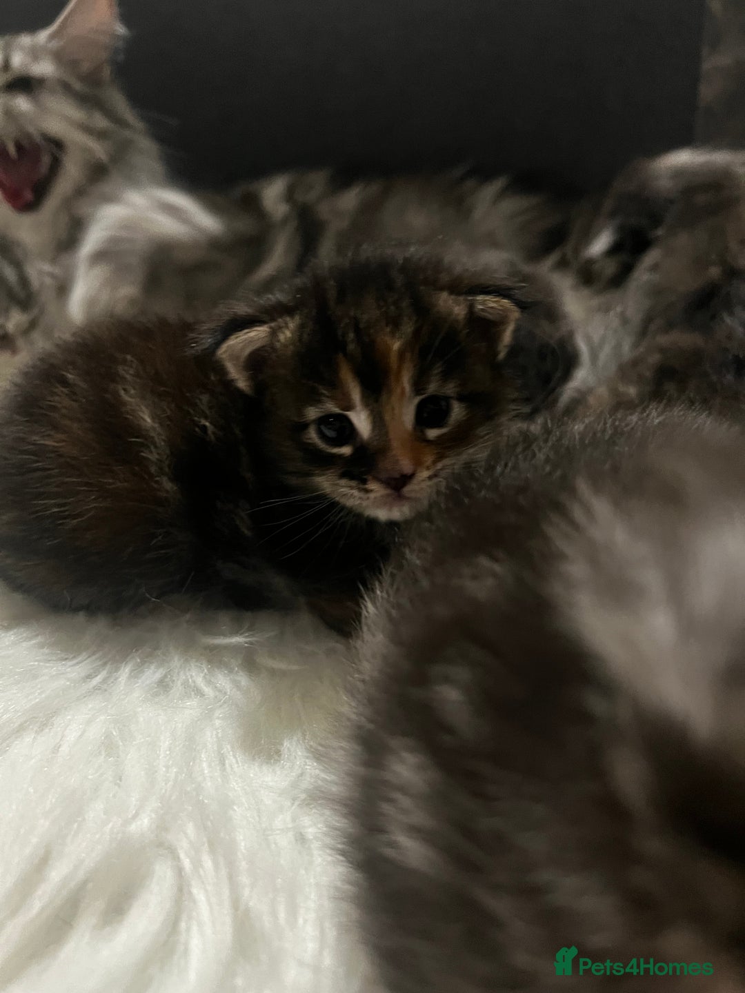Maine Coon cats for sale: Beautiful Maine coon kittens  - Image 1