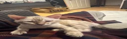 Bengal cats for sale: Yeyo. - Advert 3
