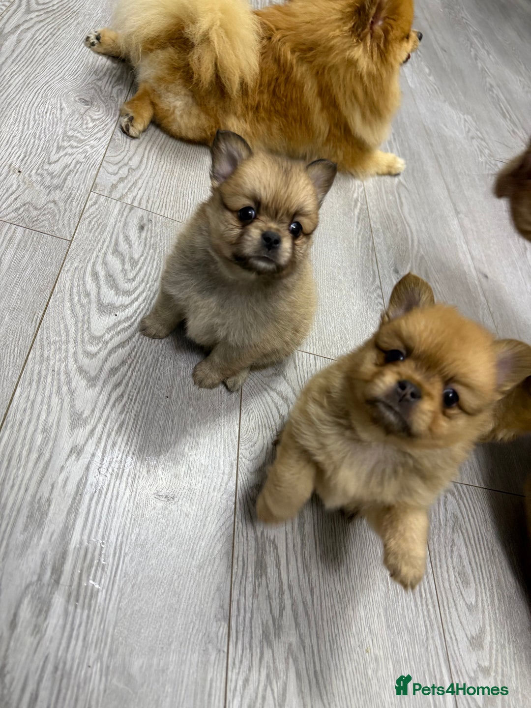 Mixed Breed dogs for sale: NEW BREED! Pomeranian x FULL FLUFFY FRENCHIE  - Image 11
