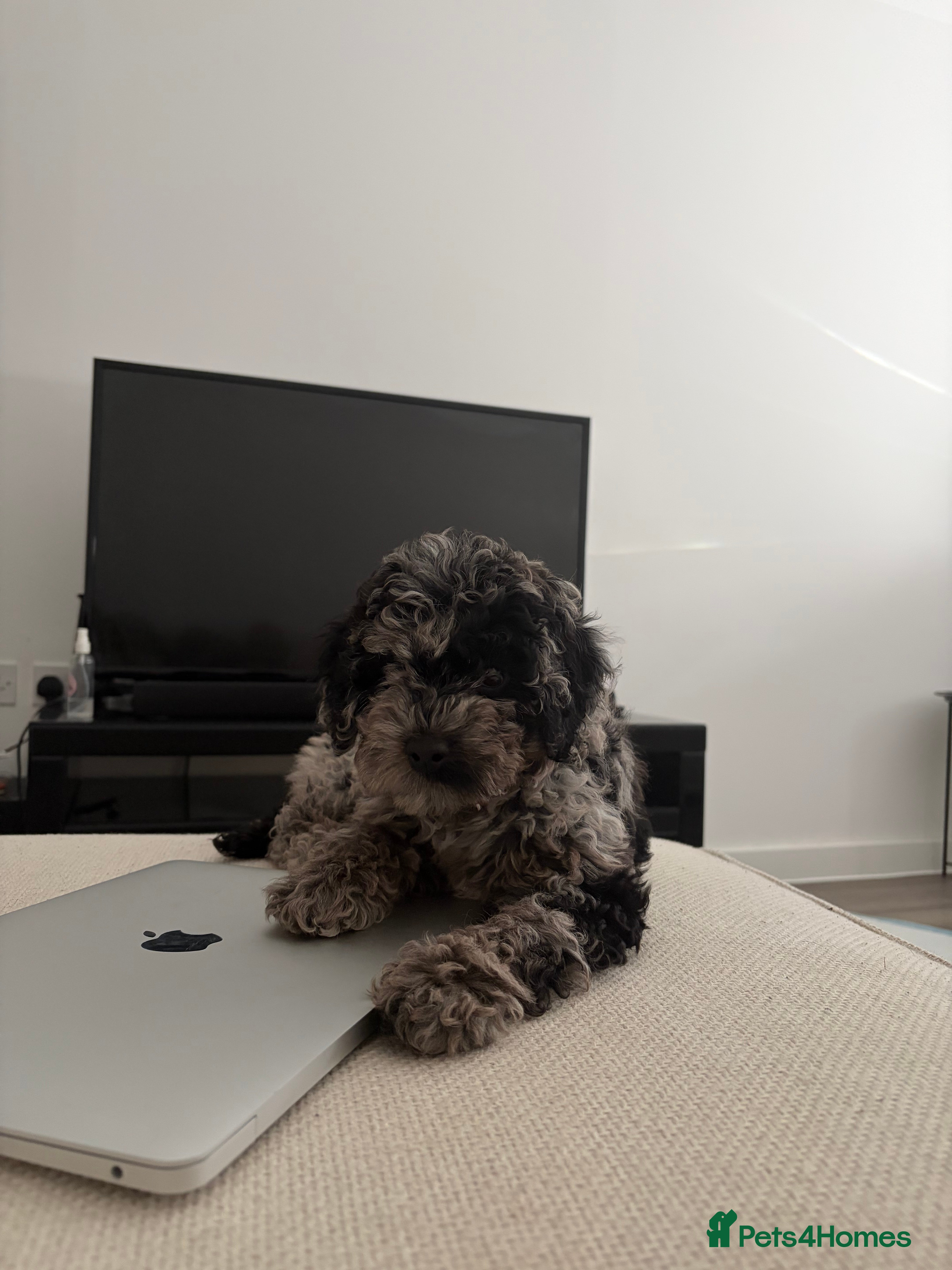 Cavapoo dogs F1 B Cavapoo’s - Advert 1