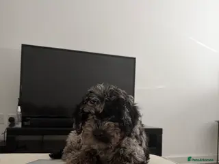 Cavapoo dogs F1 B Cavapoo’s - Advert 1