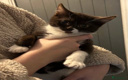 Mixed Breed cats for sale: Ragdoll x sphynx babies - Image 3