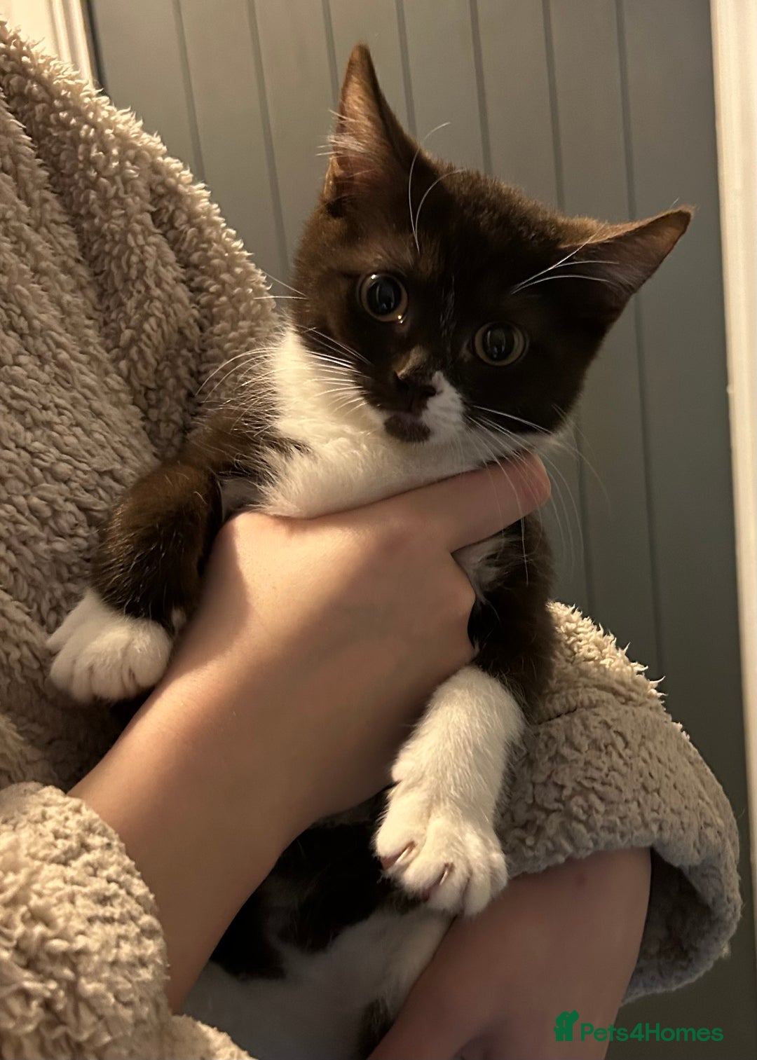 Mixed Breed cats for sale: Ragdoll x sphynx babies - Image 3