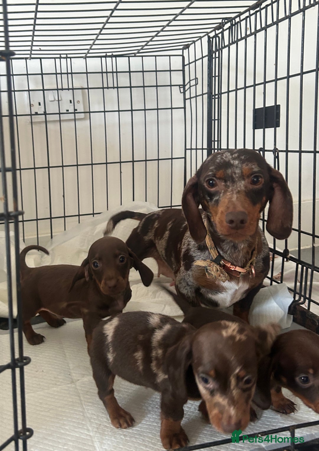 Miniature Dachshund dogs for sale: 3 miniature dachshund puppies  - Advert 1