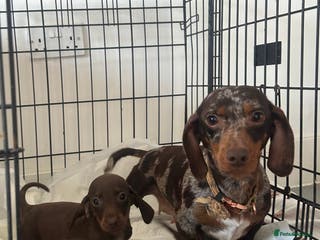 Miniature Dachshund dogs 3 miniature dachshund puppies - Advert 13