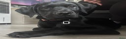 Labrador Retriever dogs for sale: Black lab - Advert 7