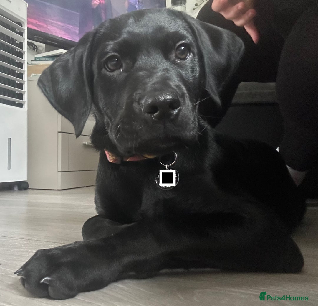 Labrador Retriever dogs for sale: Black lab - Advert 7