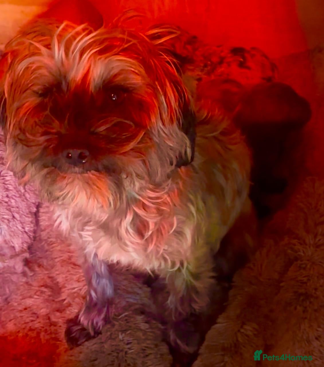 Yorkiepoo dogs  We go We - Advert 2