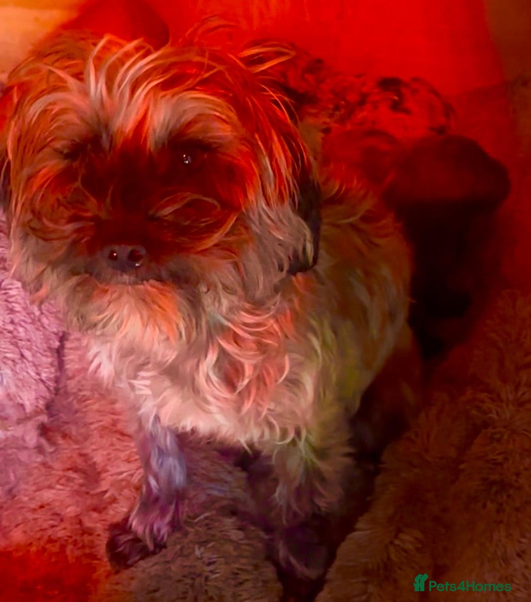 Yorkiepoo dogs for sale:  We go We - Advert 1