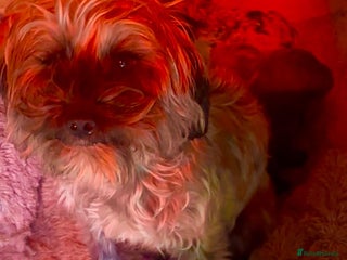 Yorkiepoo dogs We go We - Advert 8