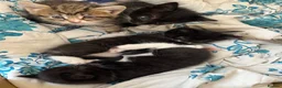 Mixed Breed cats for sale: Kittens  - Advert 2