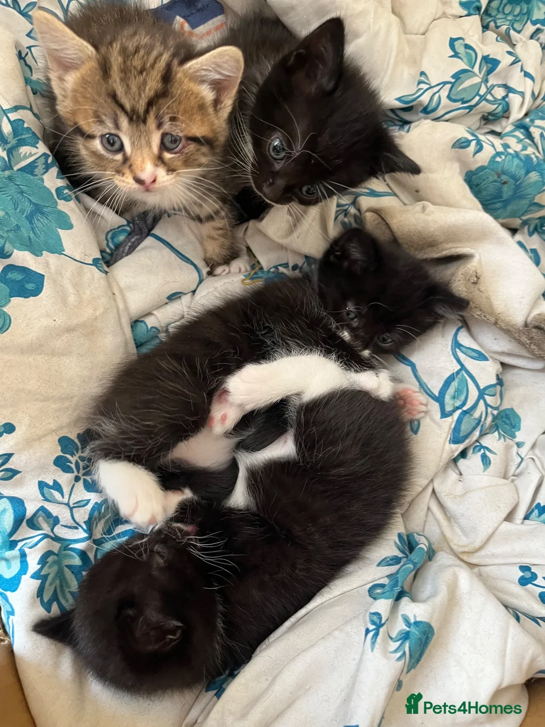 Mixed Breed cats for sale: Kittens  - Advert 2