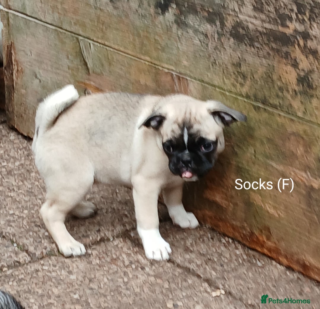 Pug dogs for sale: 4 beautiful Pug puppies for sale. - Image 6