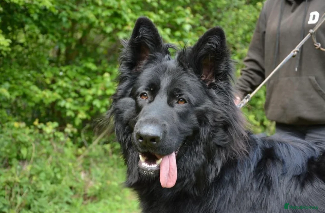 German Shepherd dogs for stud: Solid Black German Shepherd (STUD) in Waltham Abbey - Advert 3