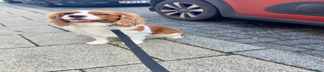 Cavalier King Charles Spaniel