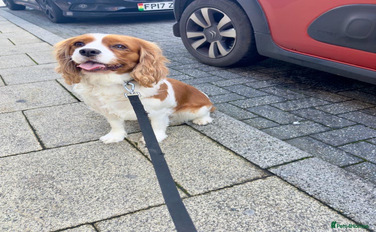 Cavalier King Charles Spaniel dogs lovely girls available - Advert 3
