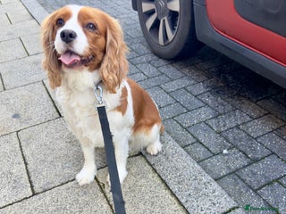 Cavalier King Charles Spaniel dogs lovely girls available - Advert 1