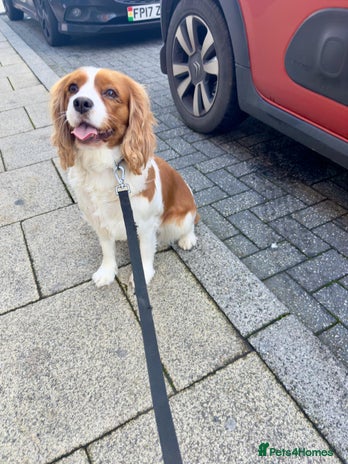 Cavalier King Charles Spaniel dogs lovely girls available - Advert 3