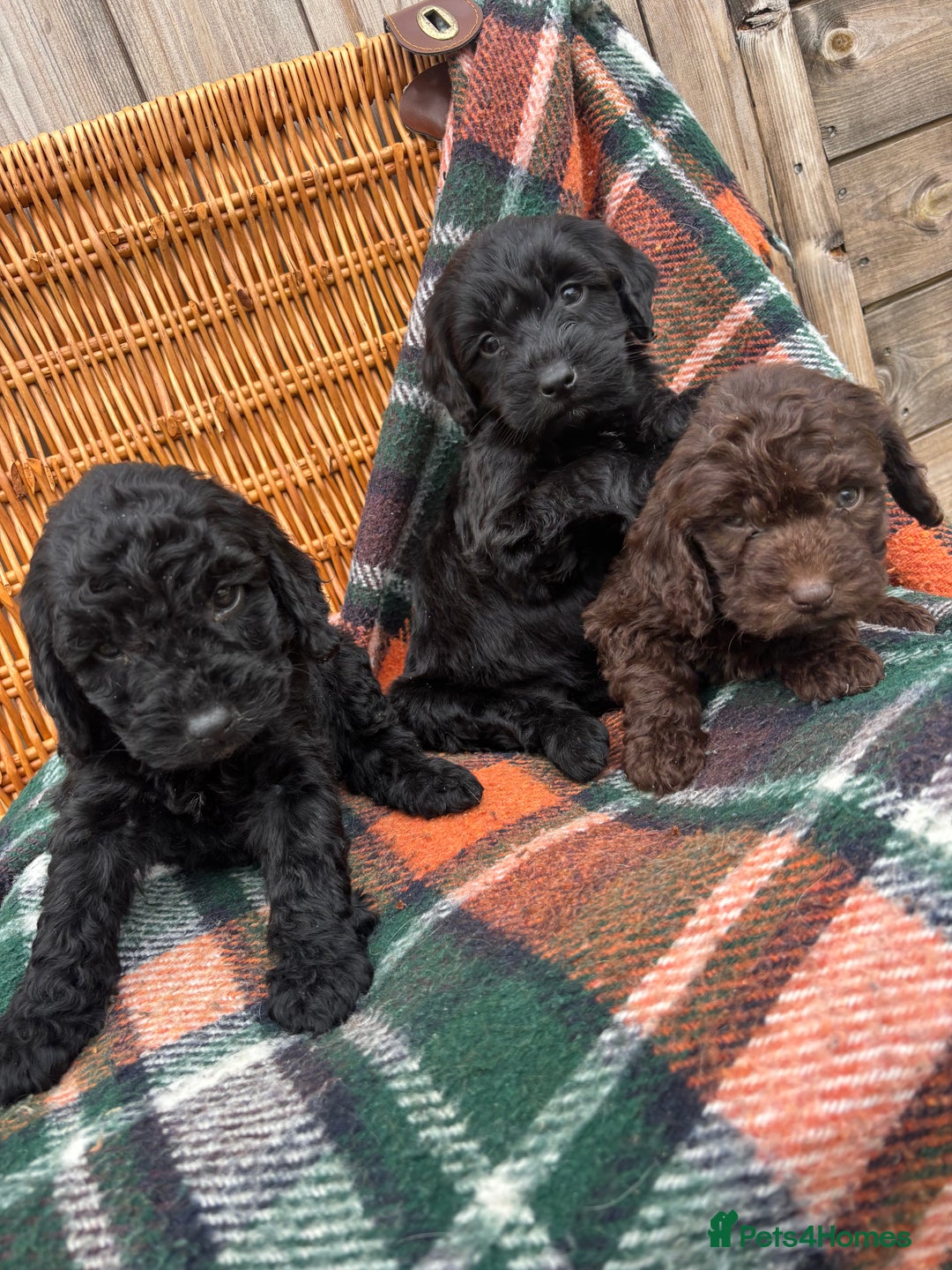 Cockapoo dogs for sale: Cockapoo Puppies  - Image 3