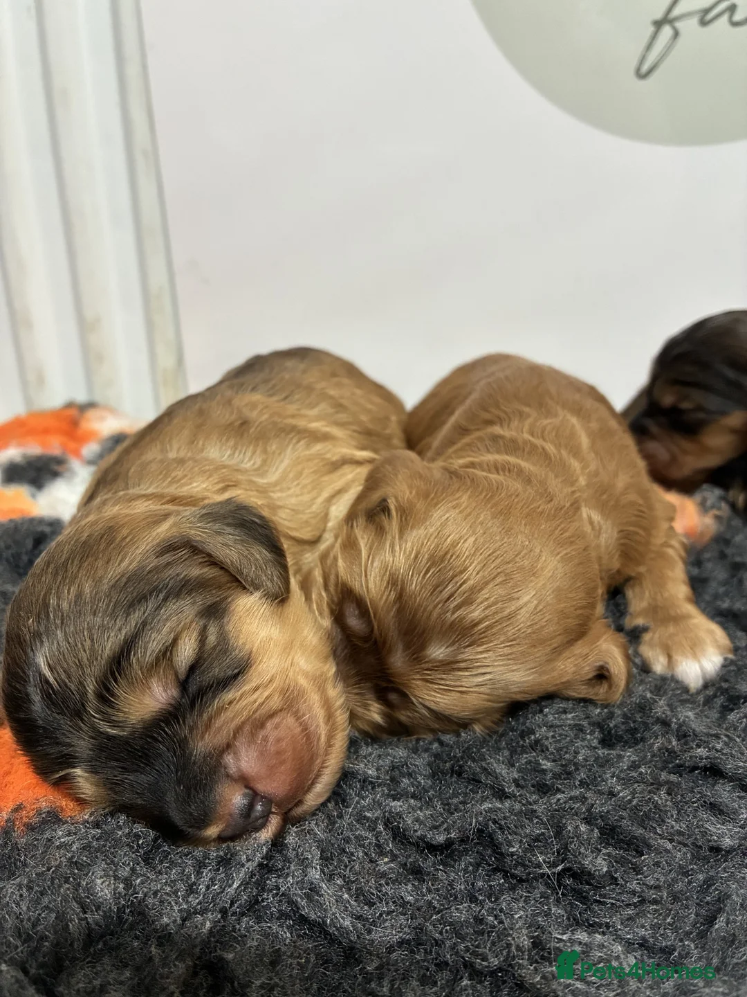 Cockapoo dogs for sale: 🌟 Superb F1 Cockapoo puppies 🌟 - Advert 2