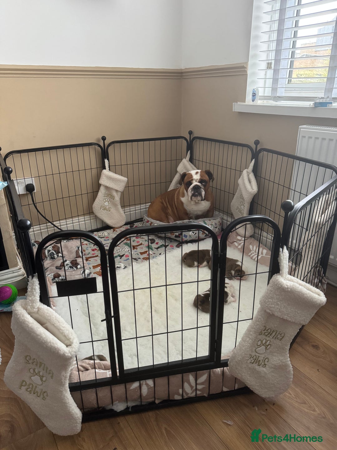 English Bulldog dogs for sale: Stunning English bulldog puppies  - Advert 28