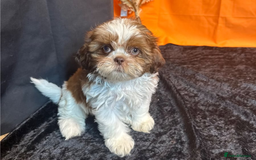 Shih Tzu dogs for sale: Adorable Shih Tzu Puppies – Ready for Loving Homes - Image 11