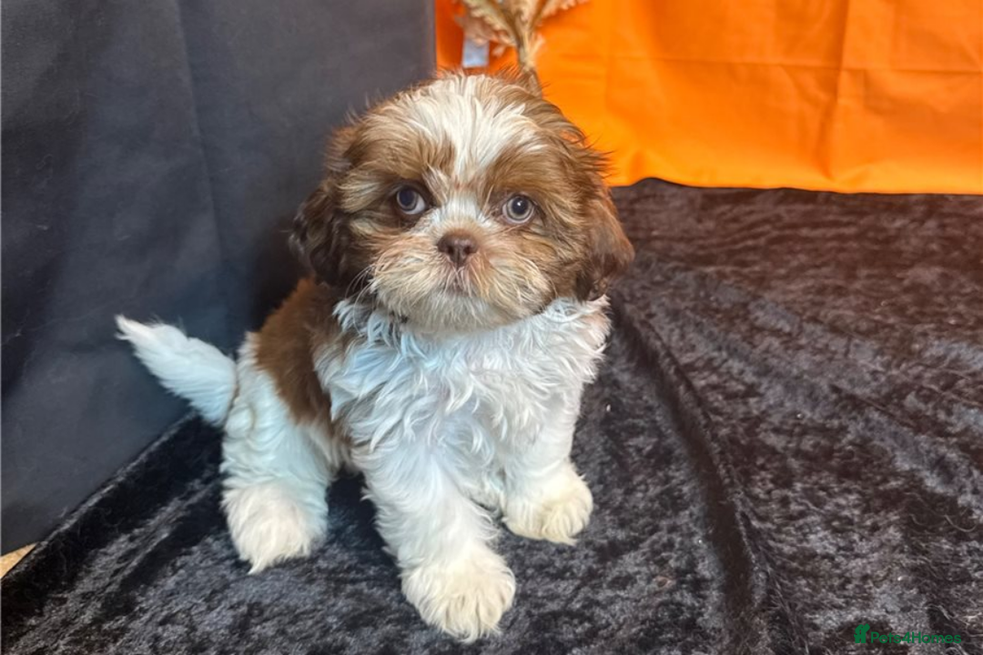 Shih Tzu dogs for sale: Adorable Shih Tzu Puppies – Ready for Loving Homes - Image 11
