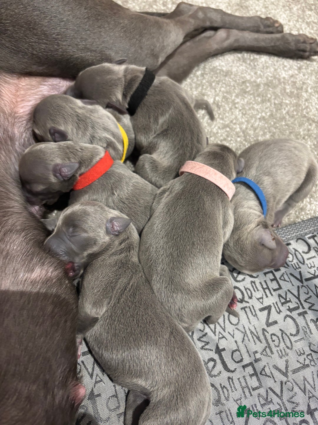 Whippet dogs for sale: Full blue pedigree KC reg whippet puppies - Advert 12