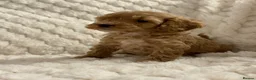 Cockapoo dogs for sale: ❤️COCKAPOO PUPPIES F1B❤️ - Advert 4