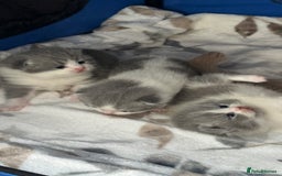 British Shorthair cats for sale: BSH BICOLOR KITTENS FROM 🏆CHAMPIONS LINE🏆 - Image 5