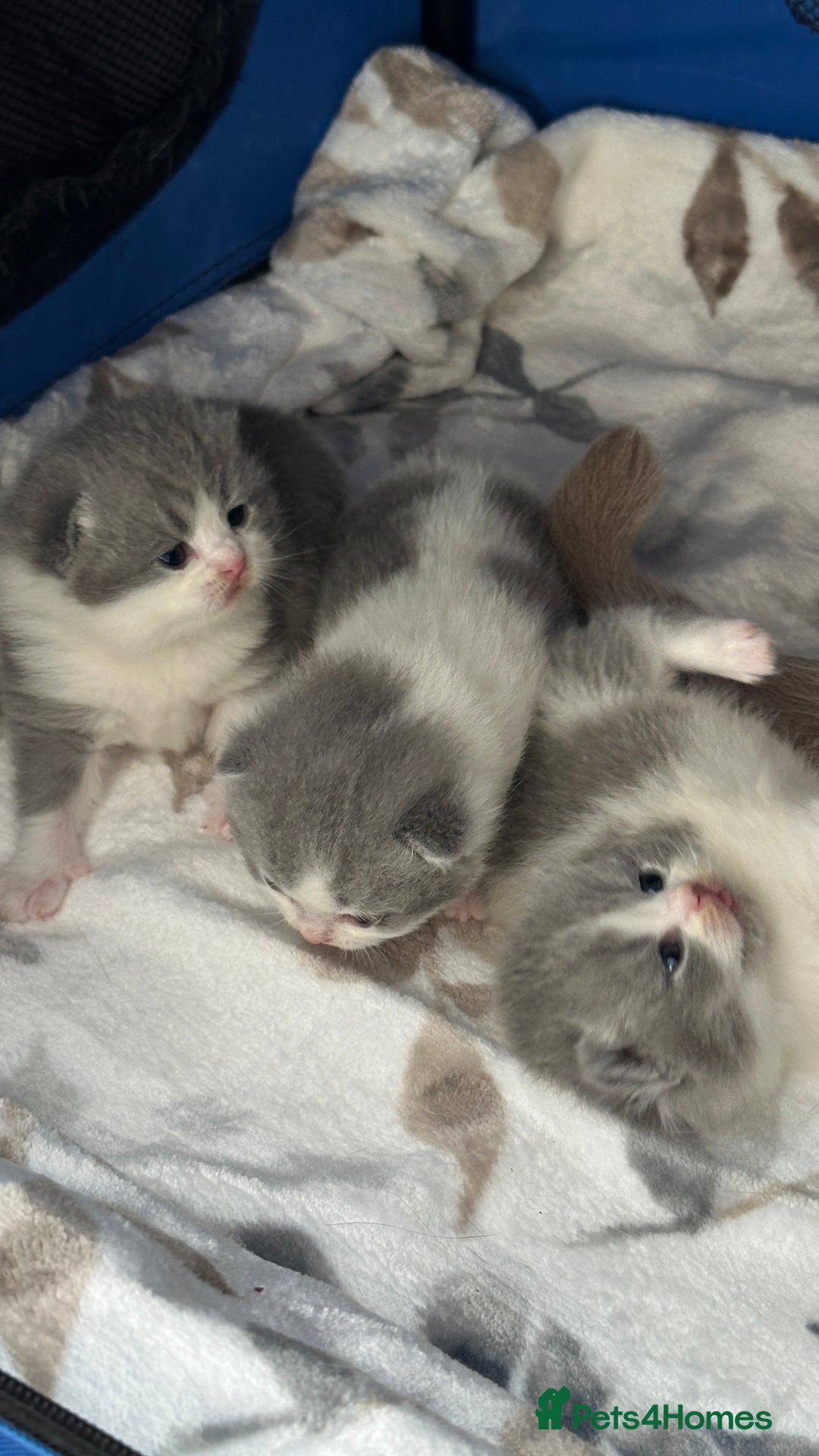 British Shorthair cats for sale: BSH BICOLOR KITTENS FROM 🏆CHAMPIONS LINE🏆 - Image 5
