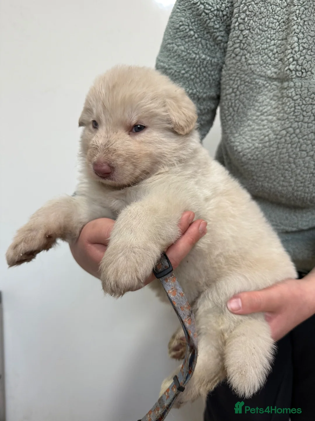 German Shepherd dogs for sale: Stunning kcreg white and blue German shepherd pups - Advert 16