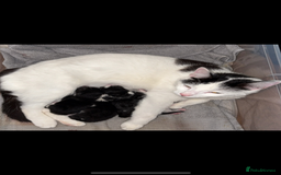 Mixed Breed cats for sale: 4 Kittens  - Image 19