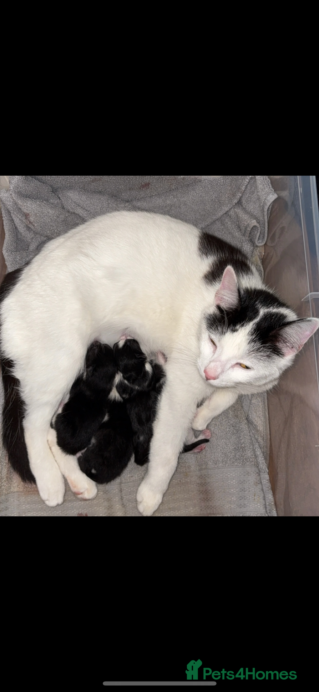 Mixed Breed cats for sale: 4 Kittens  - Image 19