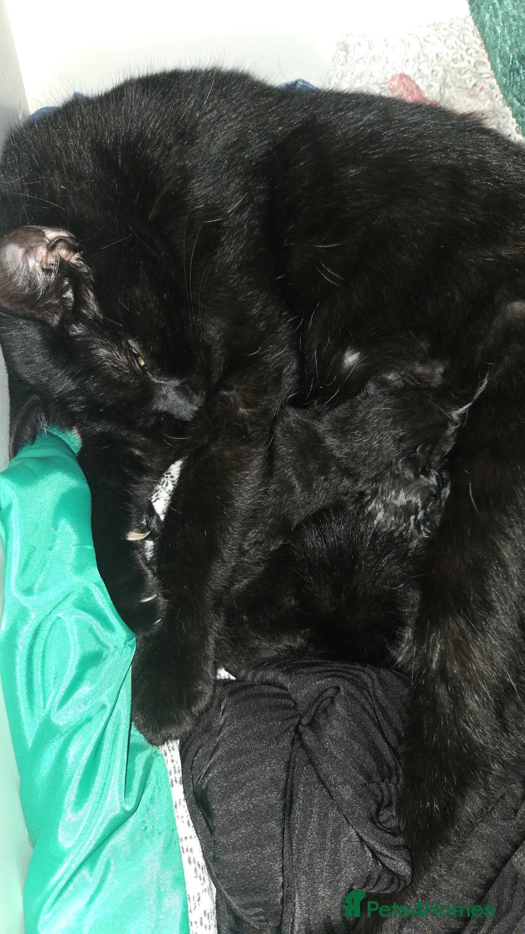 Mixed Breed cats for sale: 3 Black Male Kittens - Advert 2