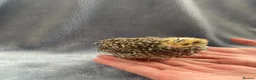 Quail poultry for sale: Mixed Coturnix Quails  in Bradford - Advert 4