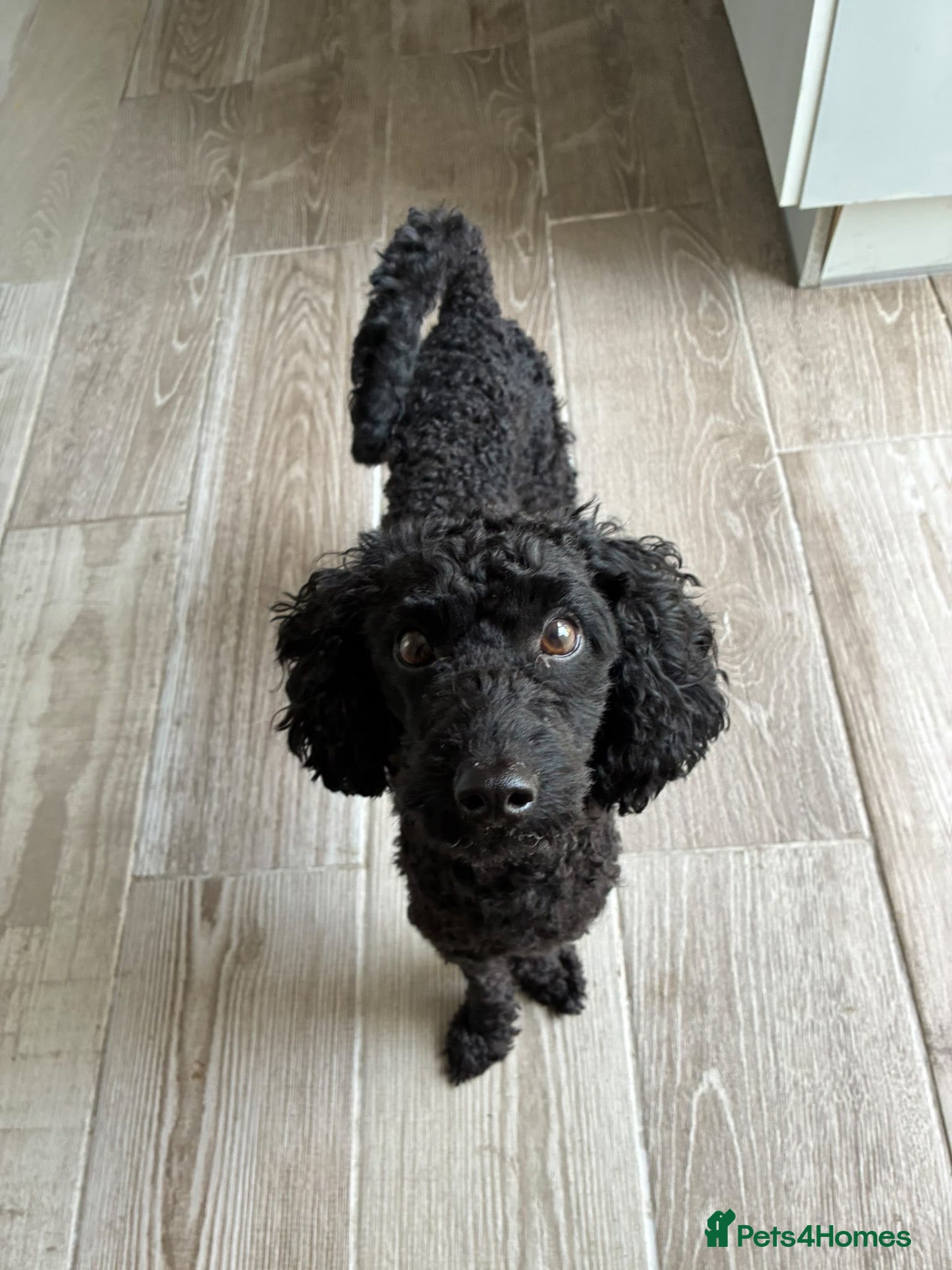 Mixed Breed dogs 💙🐶 LOUIE – LOOKING FOR HIS FOSTER-TO-ADOPT HOME! - Advert 1