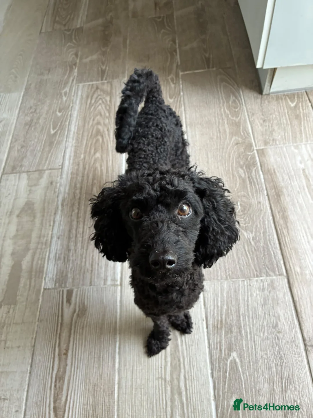 Mixed Breed dogs for adoption: 💙🐶 LOUIE – LOOKING FOR HIS FOSTER-TO-ADOPT HOME! in Loughborough - Advert 1