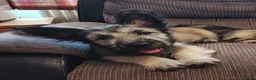Skye Terrier dogs for sale: Two Beautiful Skye Terrier Puppies  - Advert 7