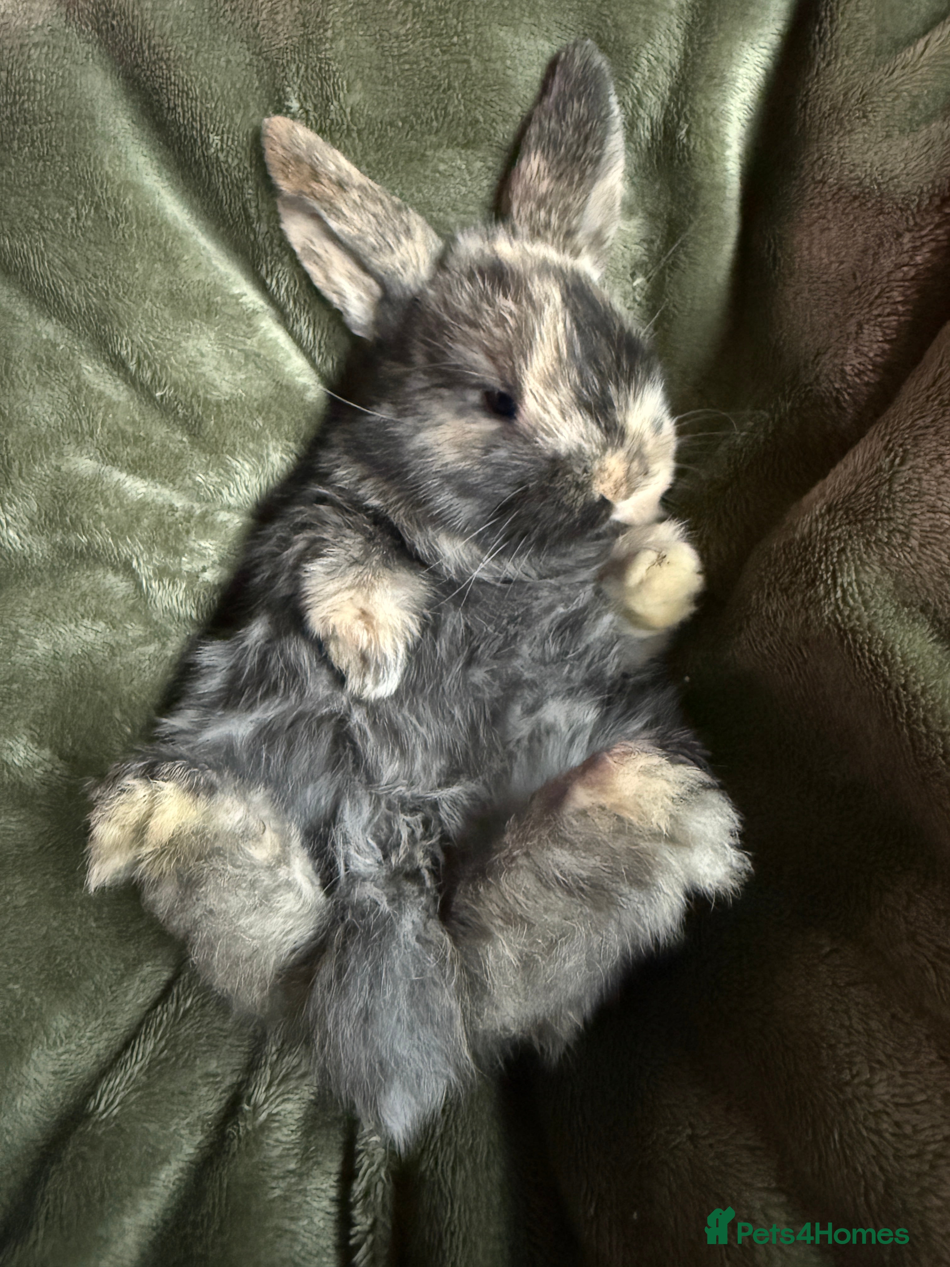 French Lop rabbits French lop babies. - Advert 2