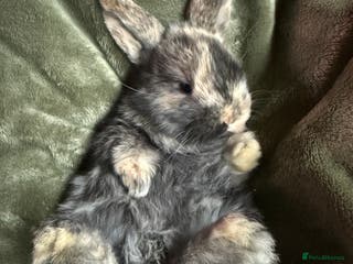 French Lop rabbits Harlequin lop. - Advert 10