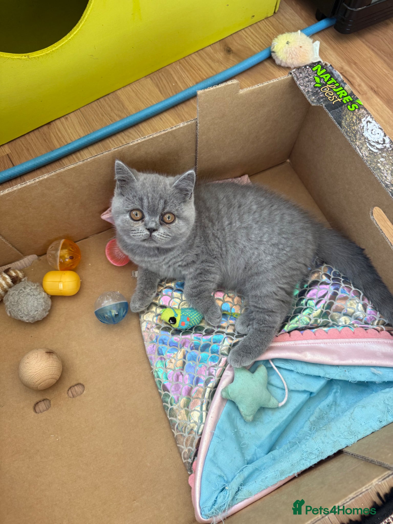 British Shorthair cats for sale: Pedigree British Shorthair Kittens ready to go! - Advert 33
