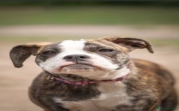 Old Tyme Bulldog dogs for sale: Old tyme bulldog for sale  - Image 4