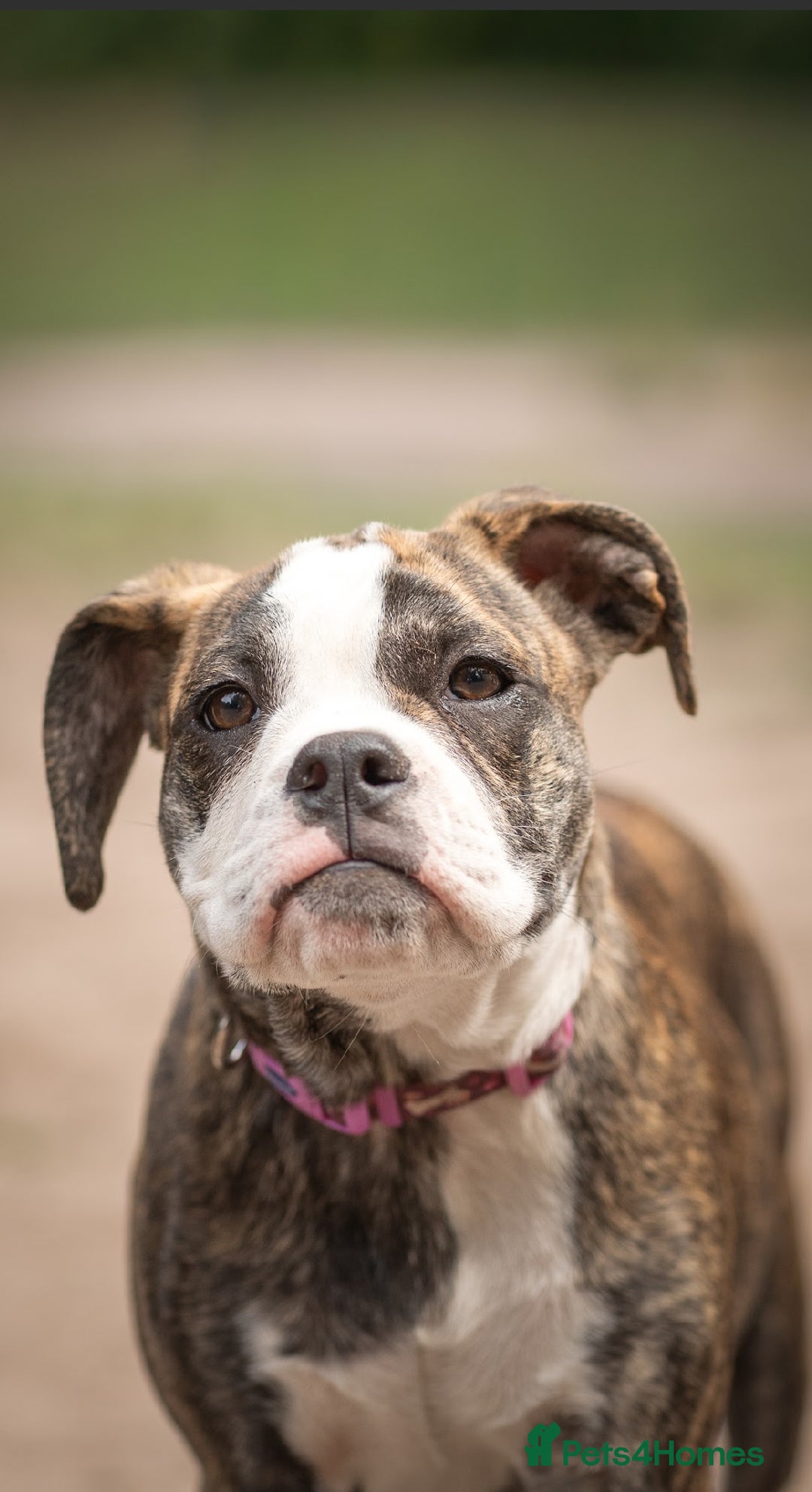 Old Tyme Bulldog dogs for sale: Old tyme bulldog for sale  - Image 4